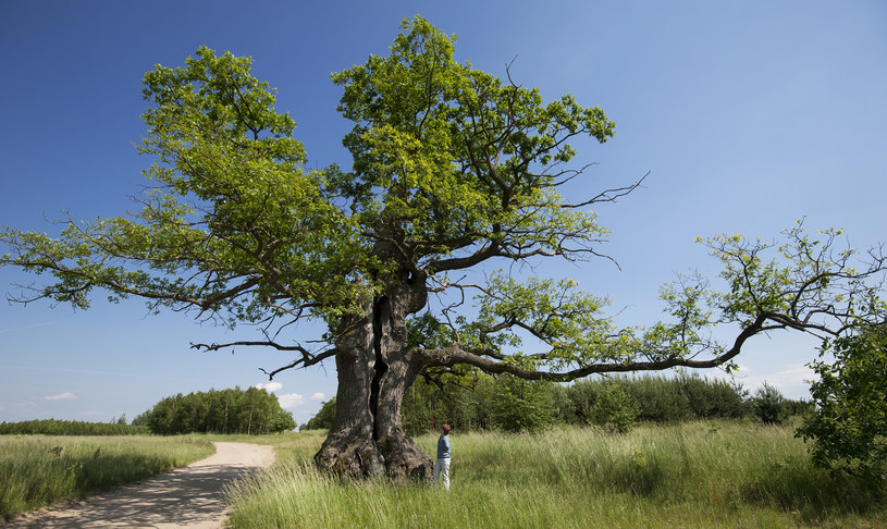 Dąb Dunin z Polski zwyciężył w konkursie na Europejskie Drzewo Roku 2022. Pokonał m.in dęby z Hiszpanii i Portugalii /Agencja Wschód /Agencja FORUM