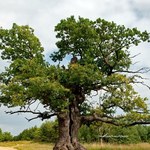 Dąb Dunin z Puszczy Białowieskiej Europejskim Drzewem Roku 2022
