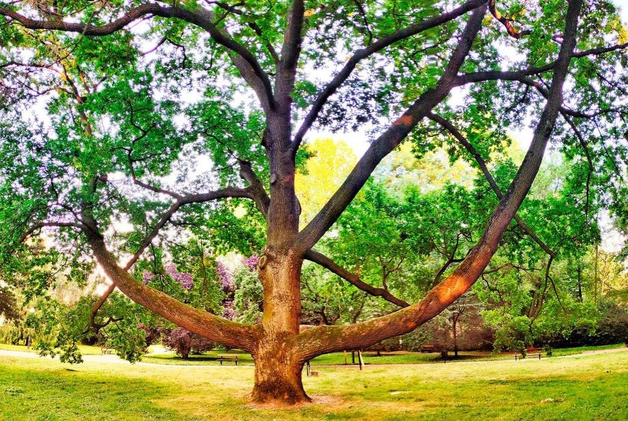Dąb Fabrykant w Łodzi /treeoftheyear.org /