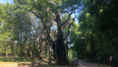 Dąb Mieszko w ogniu. Jest zawiadomienie o możliwości popełnienia przestępstwa
