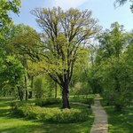 Dąb z Rosji usunięty z konkursu na Europejskie Drzewo Roku