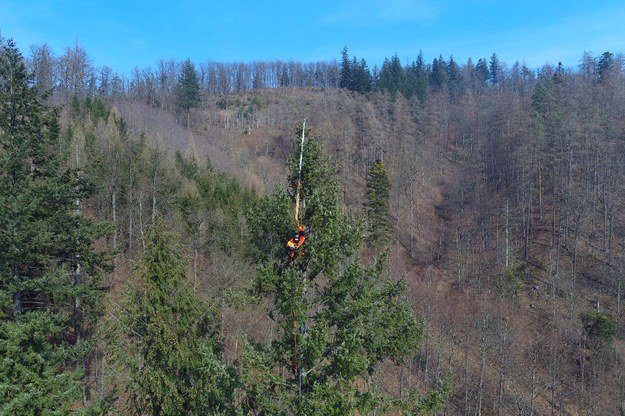Daglezja zielona - najwyższe zmierzone drzewo w Polsce (fot. mapadrzew.com) /Materiały prasowe