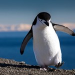 "Daily Telegraph": Ptasia grypa może zabić tysięce pingwinów na Antarktydzie