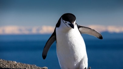 "Daily Telegraph": Ptasia grypa może zabić tysięce pingwinów na Antarktydzie