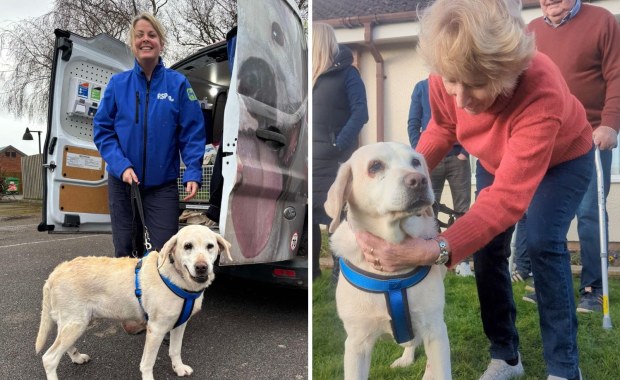 Daisy po 7 latach od kradzieży wróciła do domu. "Trzymaliśmy jej zdjęcie na kominku"