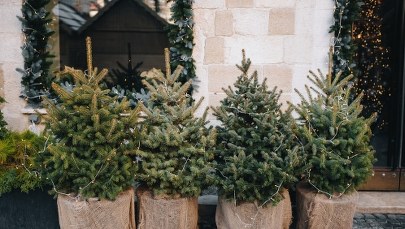 Daj drugie życie choince. Od poniedziałku ZZM przyjmuje drzewka w doniczkach 