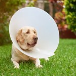 Dajemy te środki psom i kotom. To wyrok dla pożytecznych owadów