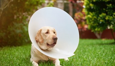 Dajemy te środki psom i kotom. To wyrok dla pożytecznych owadów