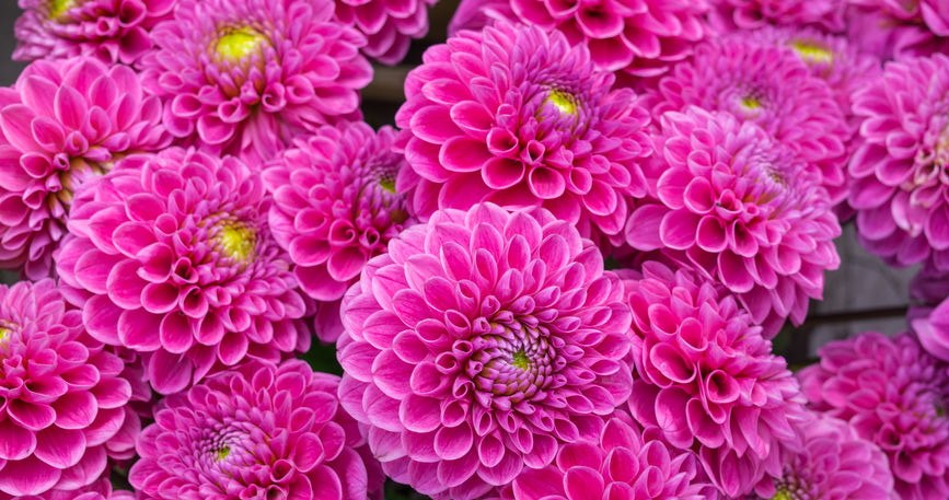 Dalie są jednymi z najpiękniejszych letnich kwiatów. Jeśli posadzisz je w marcu, będą dłużej cieszyć oczy i pięknie rozkwitną /123RF/PICSEL