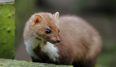 Dama z łasiczką czy gronostajem? Quiz o polskich łasicowatych