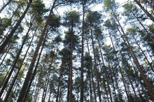 Dania: Zebrano 2,4 mln euro na posadzenie miliona drzew
