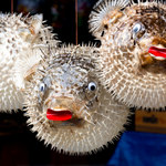 Danie z fugu, czyli najbardziej niebezpieczna ryba świata na talerzu