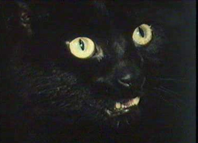 Daniel Kozakiewicz, aktor grający Darka, przyznał w wywiadzie, że Rademenesa zagrały aż trzy czarne koty /INPLUS /East News