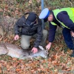 Daniel wpadł na ekspresówkę. Konieczna była interwencja służb