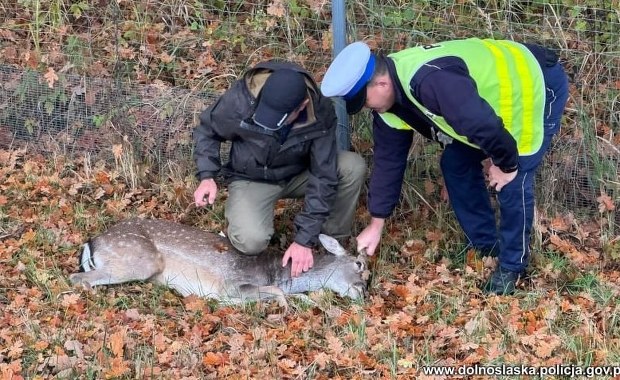 Daniel wpadł na ekspresówkę. Konieczna była interwencja służb