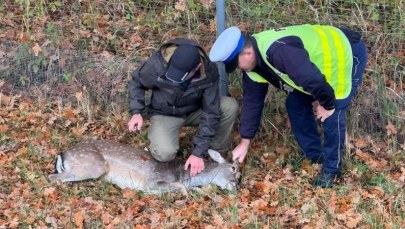 Daniel wpadł na ekspresówkę. Konieczna była interwencja służb