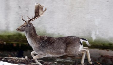 Daniele przekazane przez Annę Komorowską