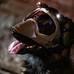 DarkFighter K9 GEN4, czyli nowy hełm dla... psów na służbie