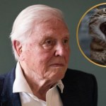 David Attenborough ma 99 lat. Jego nowy film pokaże złą stronę kotów