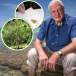 David Attenborough przekazał bezcenny dar. W naturze już wymarł