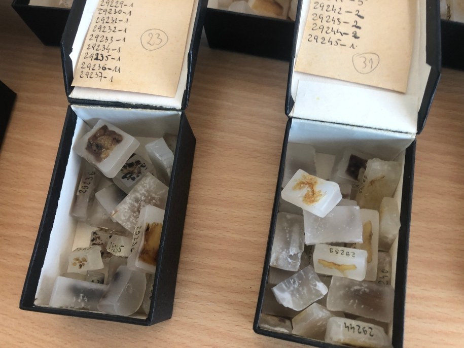 Dawne próbki nowotworów /Michał Dobrołowicz /RMF FM