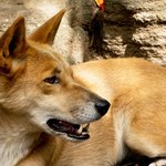 Dawni Aborygeni kochali psy tak samo jak innych ludzi? Miały „niemal ludzki status”