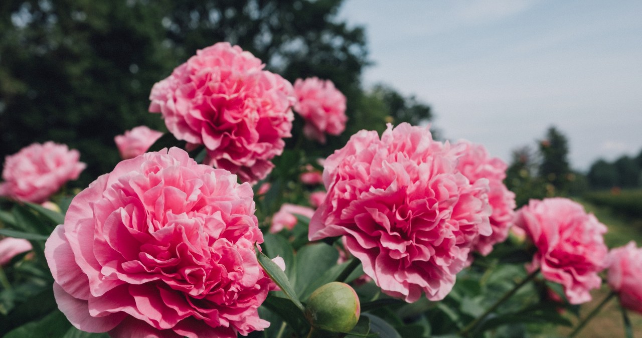 Dbając o piwonie w grudniu, możemy liczyć na obfite kwitnienie wiosną /123RF/PICSEL                 /123RF/PICSEL