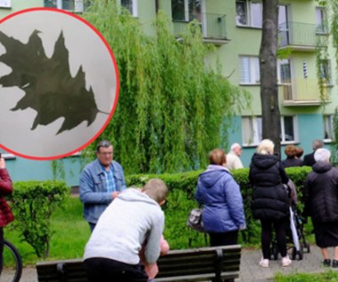 Dębowy liść z drzewa w Parczewie trafił pod młotek. Zebrano ponad 700 zł