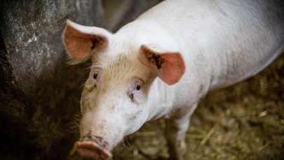 Decyzja ws. płotu, który miałby nas chronić przed ASF, opóźni się o co najmniej kilka miesięcy