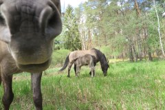 Dekadę temu na łąki nad Iną pod Szczecinem wypuszczono pierwszych potomków tarpana