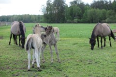Dekadę temu na łąki nad Iną pod Szczecinem wypuszczono pierwszych potomków tarpana