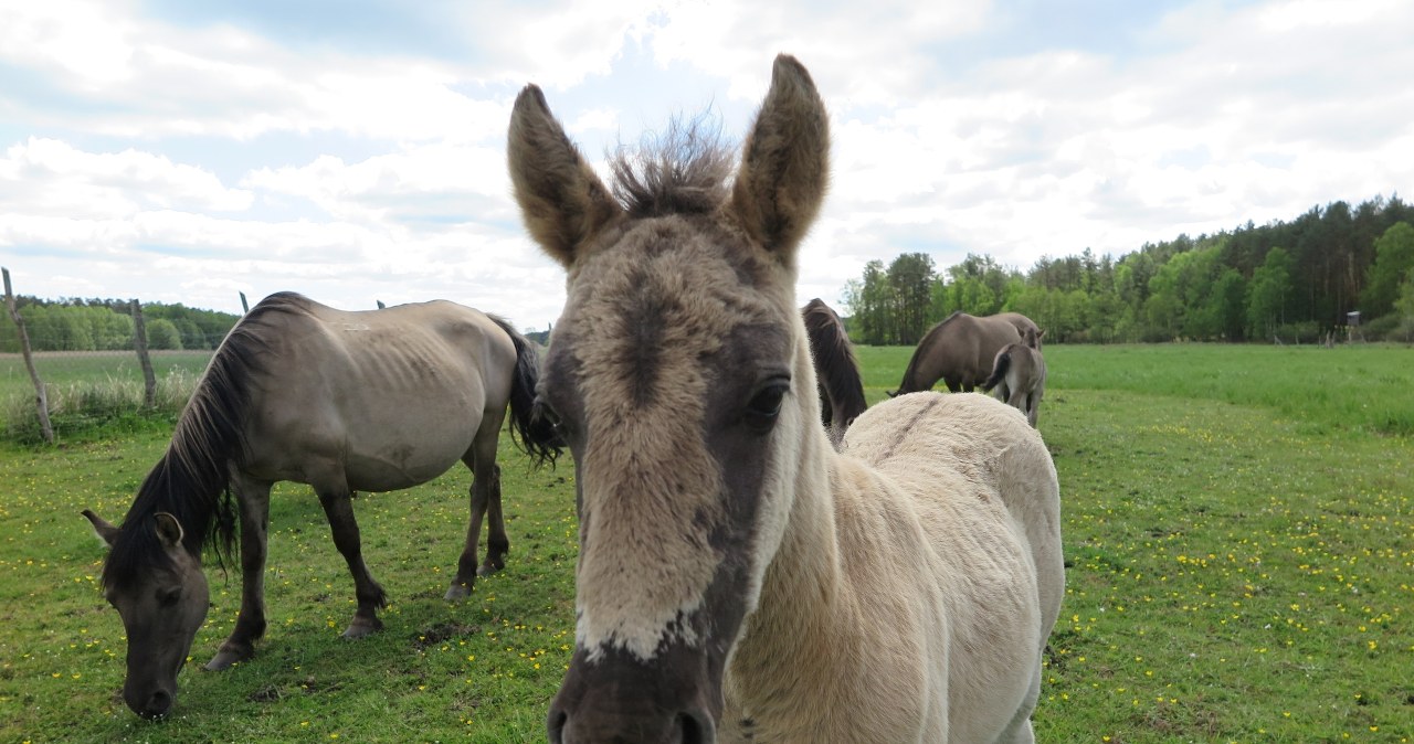Dekadę temu na łąki nad Iną pod Szczecinem wypuszczono pierwszych potomków tarpana