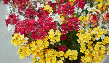 Deklasują pelargonie już na starcie. Są piękne i banalne w uprawie 