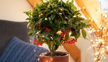 Deklasuje grudnika i gwiazdę betlejemską. Ta roślina zrobi większe wrażenie