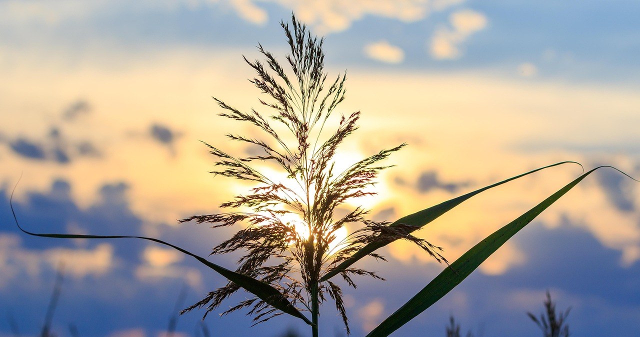 Декоративні трави невибагливі у вирощуванні, але виглядають дуже ефектно /pixabay.com