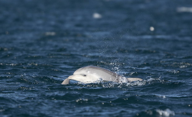 Delfin? Morświn to byłaby sensacja