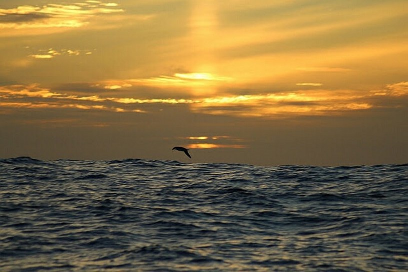 Delfin uchwycony o zachodzie słońca, czyli "bajka" Szymona Kuczyńskiego /materiały prasowe