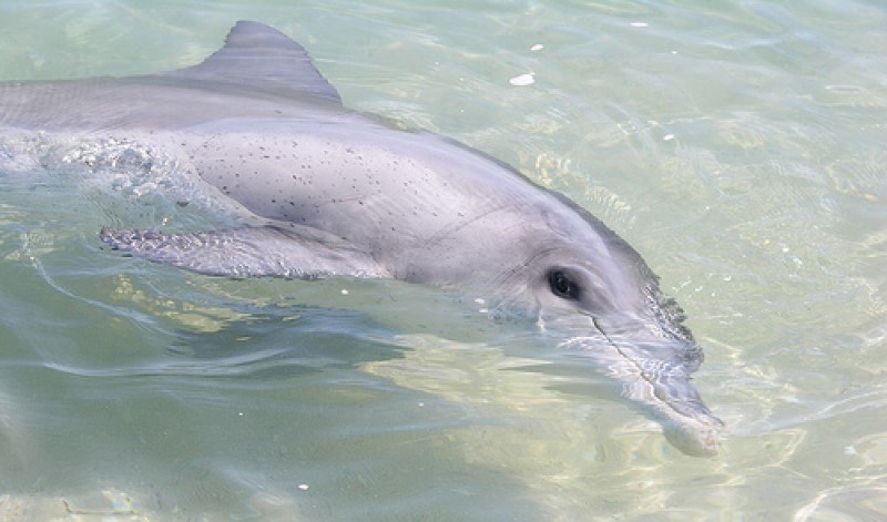 Delfin uwieczniony nad wodami Monkey Mii /Wikimedia