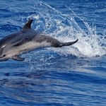 Delfin w Bałtyku. Polacy nagrali jak pływał niedaleko Gdyni