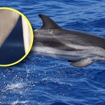 Delfin z "kciukami" znaleziony w Morzu Jońskim. Naukowcy: To niepokojące