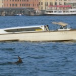 delfin Delfin zadomowił się w nietypowym miejscu. Naukowcy boją się o jego życie