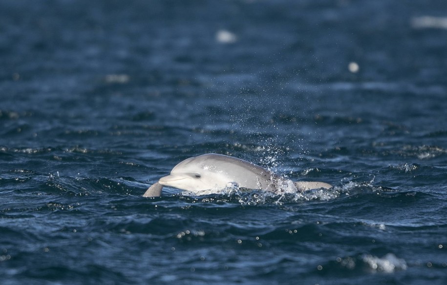 Delfin - zdjęcie poglądowe /ERDEM SAHIN /PAP/EPA