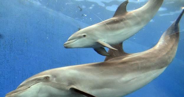 Delfiny bojowe - to nie nowy pomysł, ale nadal bardzo użyteczny /AFP