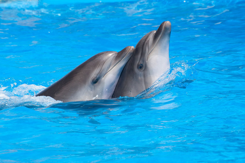 Delfiny butlonose mają swój własny język /123RF/PICSEL