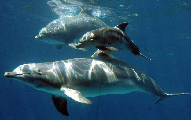 Delfiny butlonose (zdjęcie poglądowe) /ANDREU DALMAU /PAP/EPA
