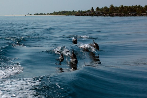 Delfiny butlonose /Shutterstock