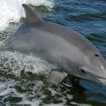 Delfiny butlonosy rozpoznają siebie po smaku moczu