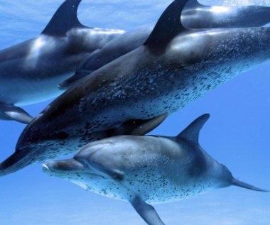 "Delfiny i Wieloryby 3D. Plemiona Oceanów"