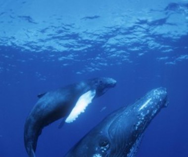 "Delfiny i Wieloryby 3D. Plemiona Oceanów"