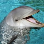 Delfiny mają objawy choroby Alzheimera. Powód jest zaskakujący
